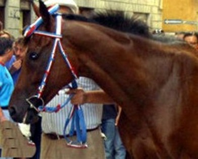 Giovagnoli e Magnaghi sono i veterinari per il protocollo equino