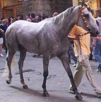 Cavallo da Palio: importante potenziare la tutela e l’allenamento specifico