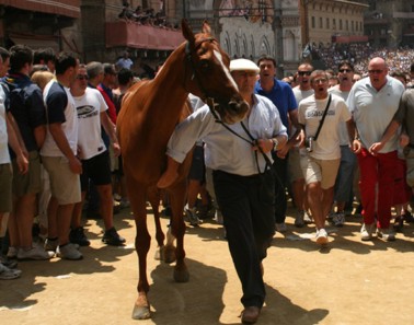 Il Palio in poltrona. Cencio all’Istrice