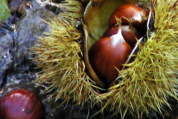 Castanicoltura toscana, una filiera che produce economia e da valorizzare