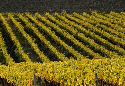 Chianti Gallo Nero: buona annata, quantità in calo