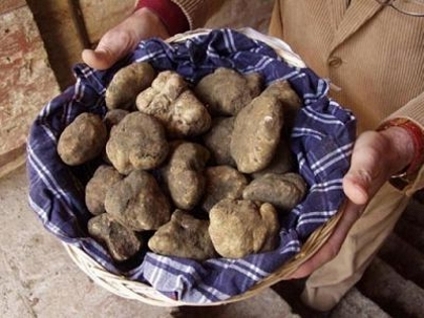 Tartufo: esperimenti e un corso a San Giovanni d’Asso