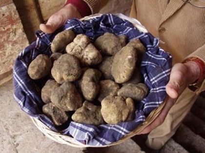 Tartufo bianco delle Crete: buona qualità e prezzi stabili