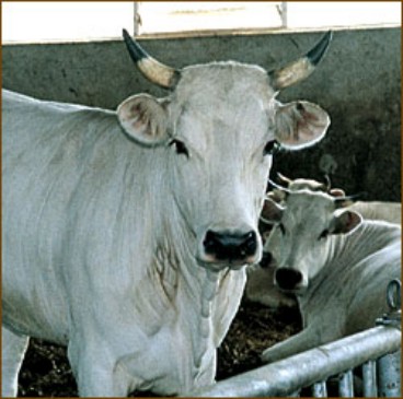 Incontro sulla chianina a Monteroni d’Arbia