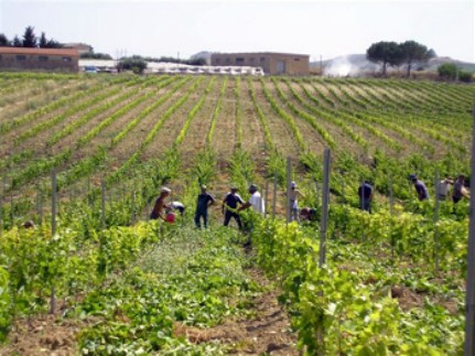 A lezione tra vigne e ulivi del Chianti