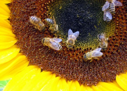 L’Asl propone agli apicoltori una giornata di aggiornamento