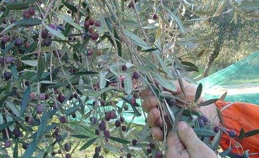 Una giornata per imparare a potare l’olivo