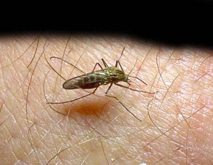 Aperte le domande per 14 borse di studio per la lotta alla malaria