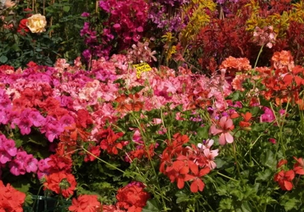 Profumi e colori in Campo. Perché non ripensarci?