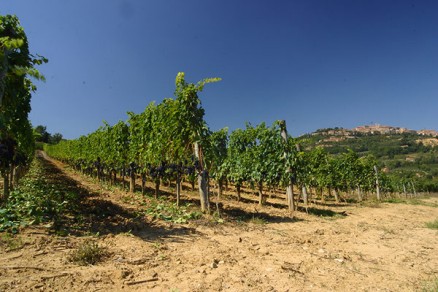 Crisi del settore vitivinicolo, il PdL propone un gestore unico per la gestione dei fondi