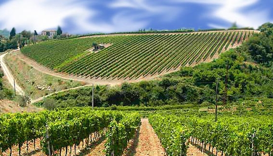 Vino: l’export come motore di ripresa. L’analisi di Mps