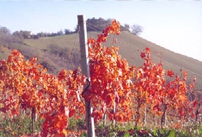 Pomeriggio con l’agricoltura: alla "riscoperta" delle piante autoctone