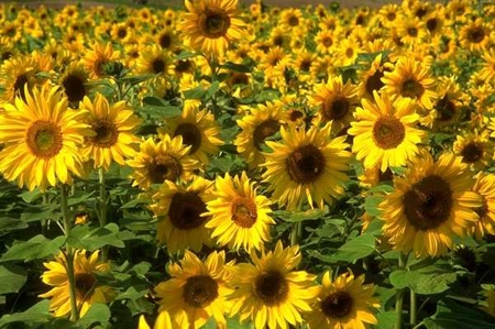 "La Compagnia dei Girasoli" vince il concorso nazionale di Riabilitazione