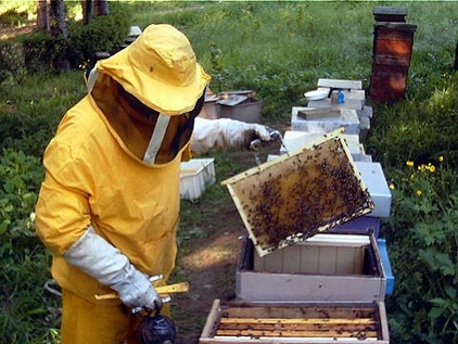 La Regione Toscana ottiene più soldi per l’apicoltura