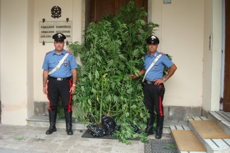 Aveva piante di cannabis in giardino: denunciato 34enne