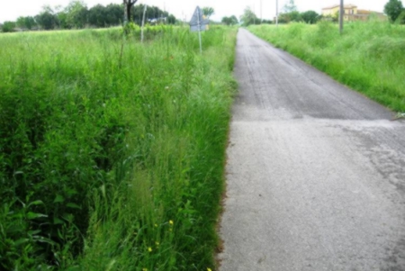 Erba alta lungo le strade di Torrita: lo denuncia il PdL