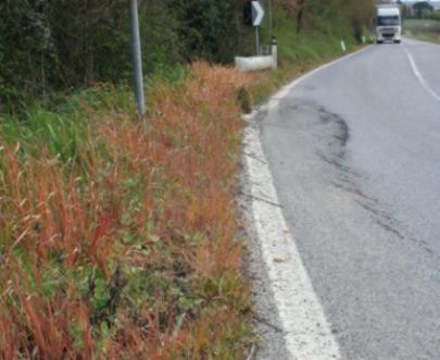 Diserbanti lungo le strade del Chianti, la Provincia dispone una indagine