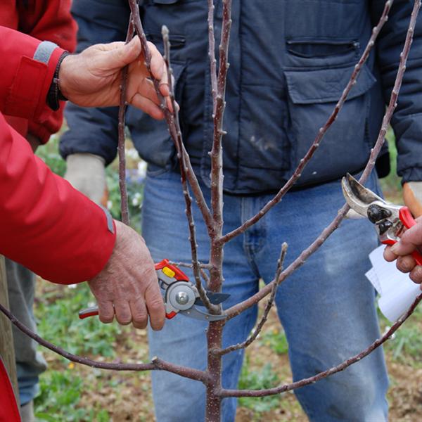 Al via il corso di potatura della vite e dell’olivo