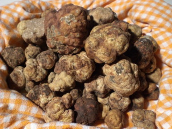 La filiera corta abbatte i costi dei prodotti. Anche del tartufo