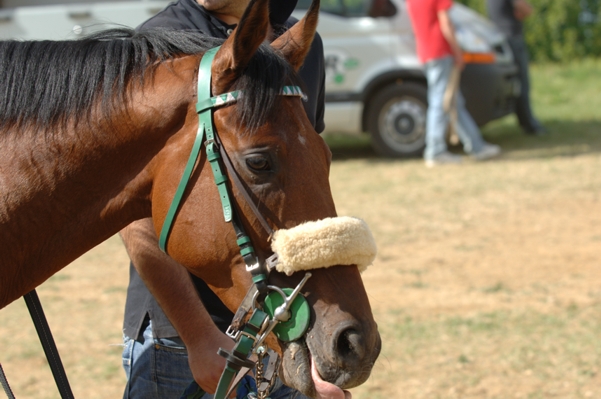 Palio: cominciano le prove mattutine