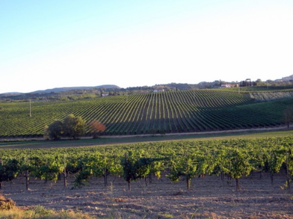 L’agricoltura in Chianti. Se ne parla dalla festa del Pd di Pianella