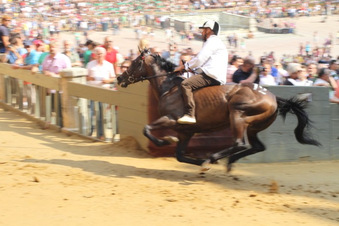 Palio: 41 cavalli ammessi alle prove regolamentate