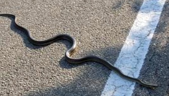 Un serpente sul cofano dell’auto. E’ accaduto a Siena