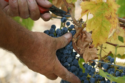 Una vendemmia salva grazie agli immigrati