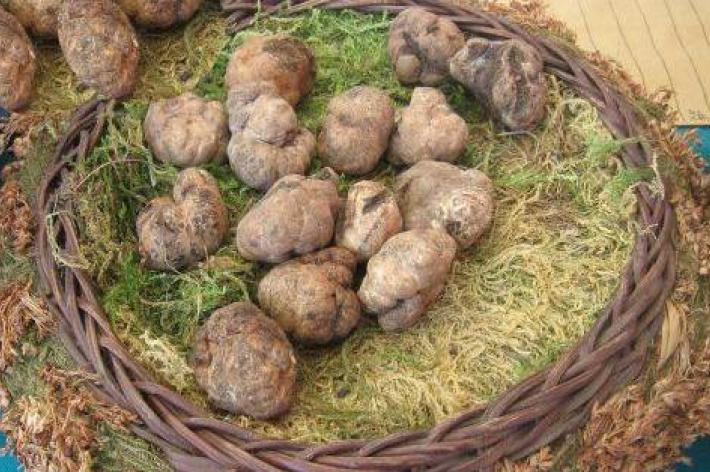 Sipario aperto sulla Mostra Mercato del Tartufo di San Giovanni d’Asso