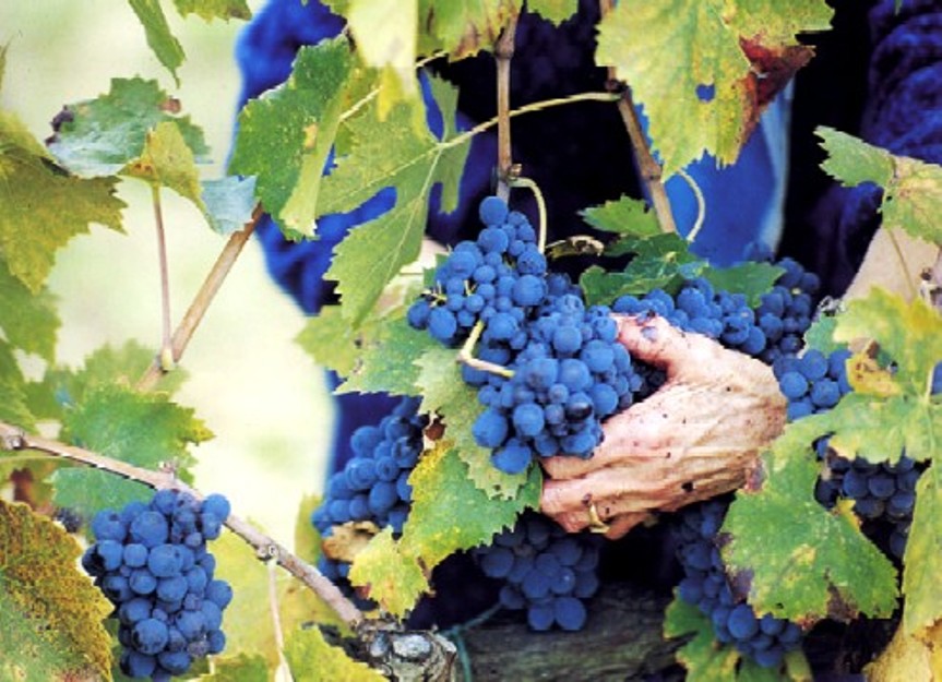 Montalcino si candida ad ospitare il "giardino della memoria della viticoltura"