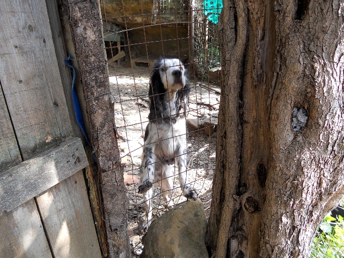 Cane malato e denutrito sequestato ai Cappuccini