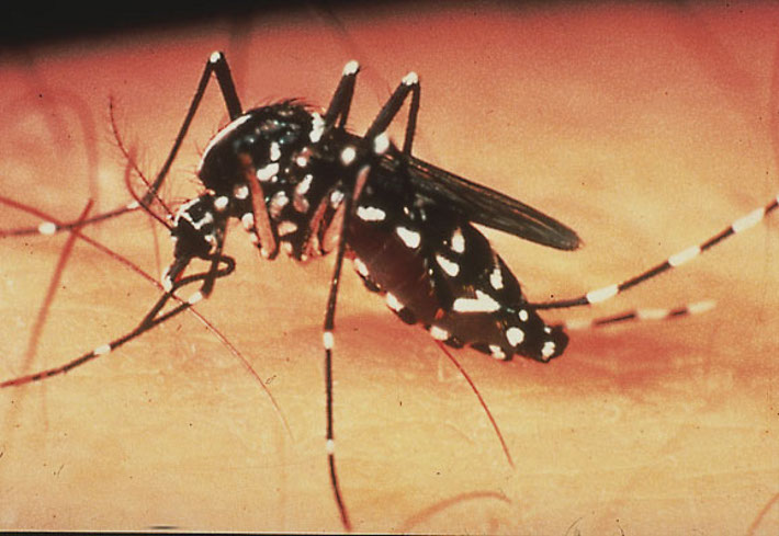 Zanzara tigre: emessa l’ordinanza per prevenzione e controllo