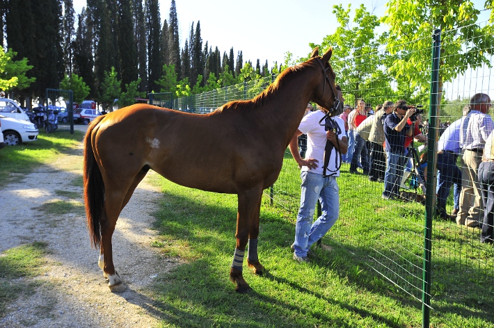 Terminate le previsite: i cavalli sono in buone condizioni