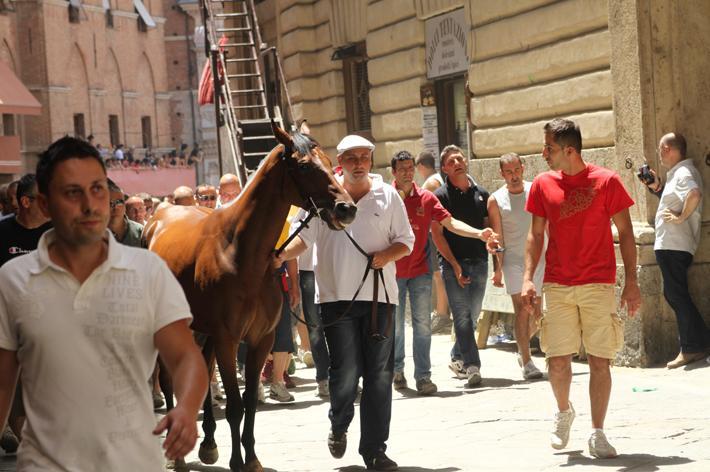 Sul "caso Nestore" la Commissione veterinaria replica alla Chiocciola