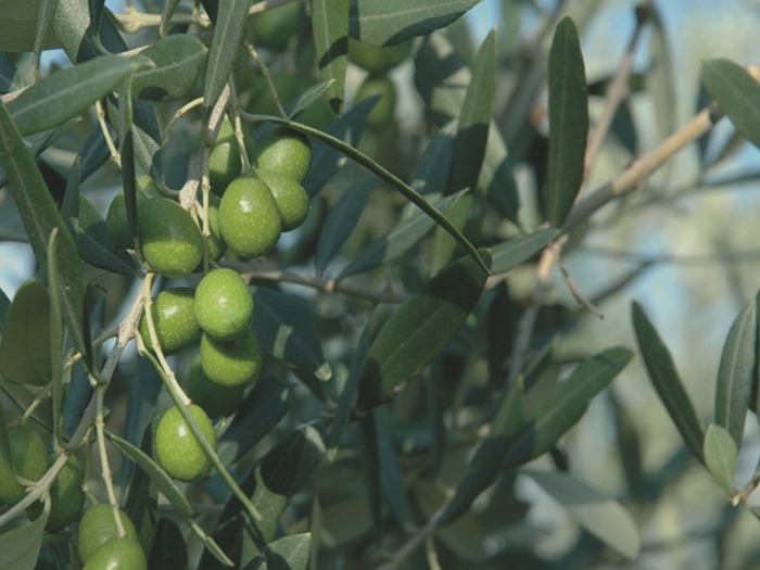 “Primo olio e altro ancora”: è festa a Montisi