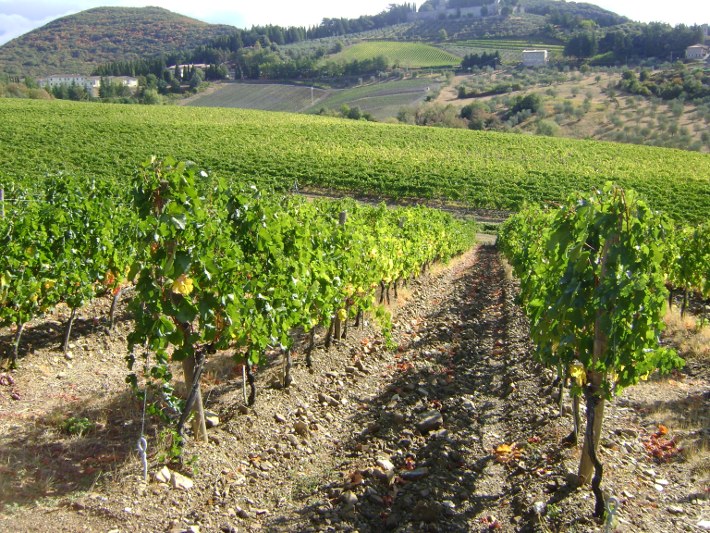 Gestione sostenibile del vigneto: se ne parla con il Consorzio Agrario di Siena