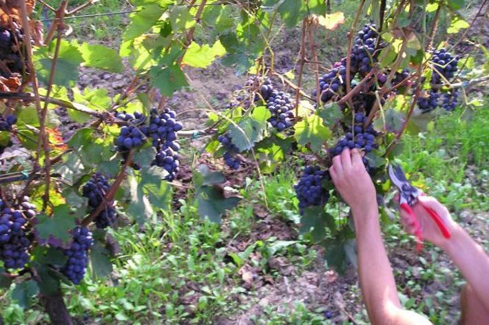 Marchetti (FI): “In Toscana la prima vendemmia la fa il capriolo”