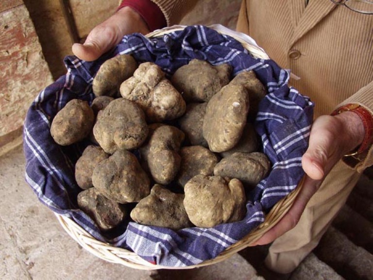 Mostra mercato del tartufo bianco: siamo a 27