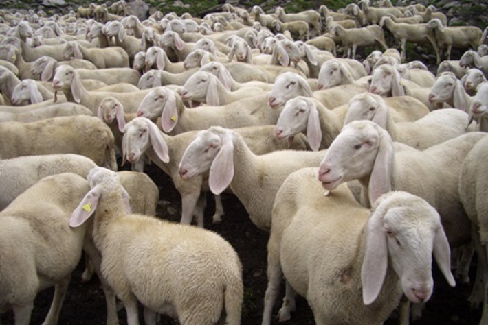 Gregge di pecore investito a San Giovanni d’Asso