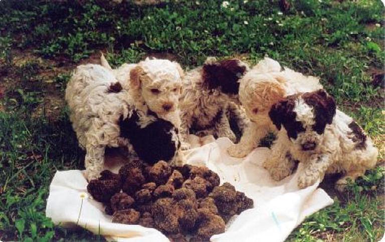 Il cane da tartufi: dimostrazione al Museo di San Giovanni d’Asso