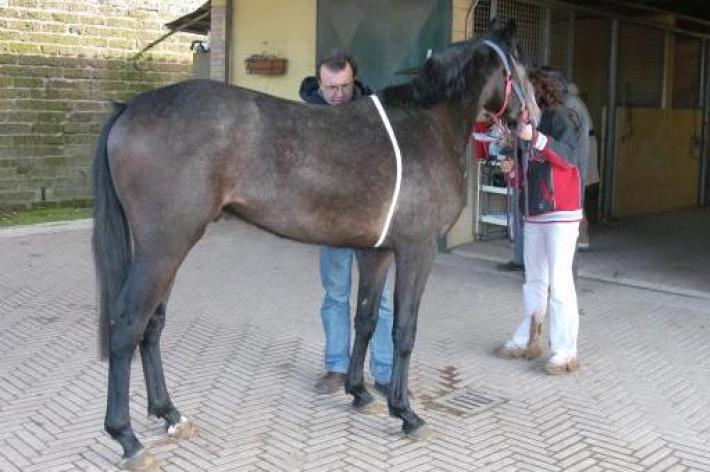 Cavalli: orari delle visite per l’ammisione all’albo