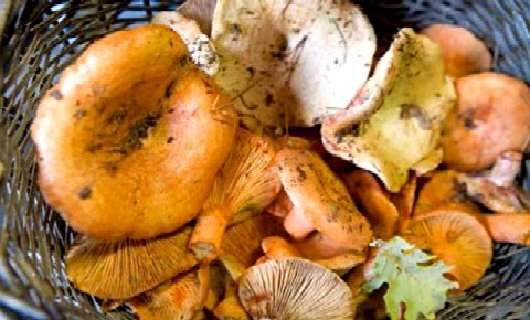 Imparare a riconoscere i funghi: un corso a Colle