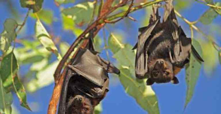 Un Atlante dedicato ai pipistrelli e al loro ruolo negli ecosistemi