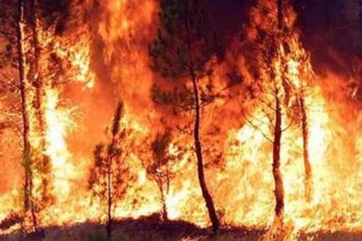 Incendi boschivi: scatta il divieto assoluto di accendere fuochi