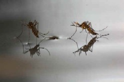 Lotta alle zanzare a Chianciano: buone pratiche da seguire