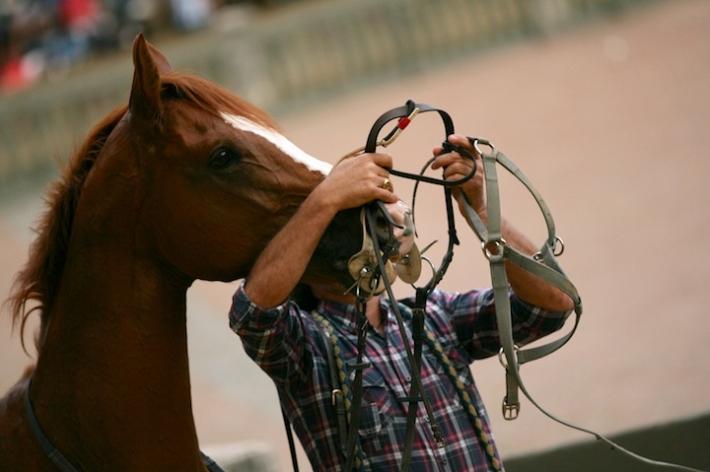 Palio: 57 cavalli ammessi alle prove matttuttine