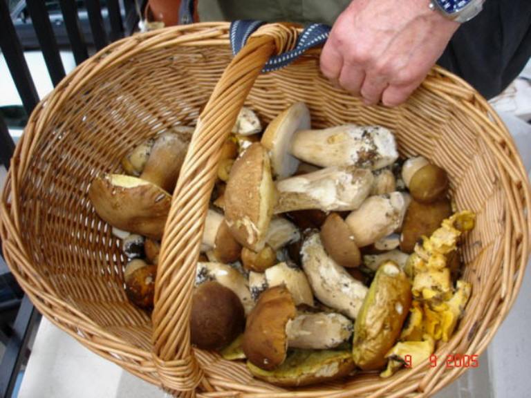 Aperto lo sportello micologico per il controllo dei funghi