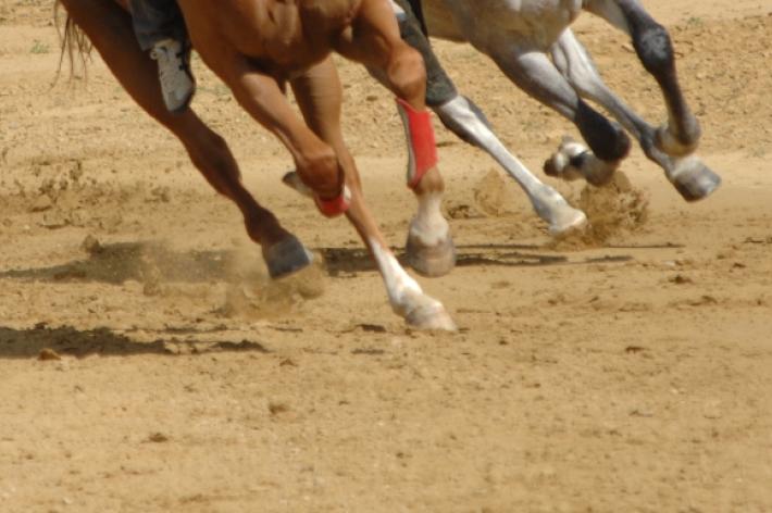 Palio: i cavalli ammessi alle prove mattutine. In 8 direttamente alla tratta