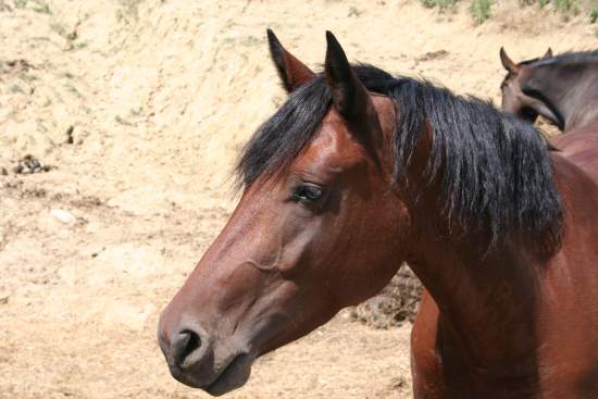 Palio: ultime corse di addestramento a Monticiano