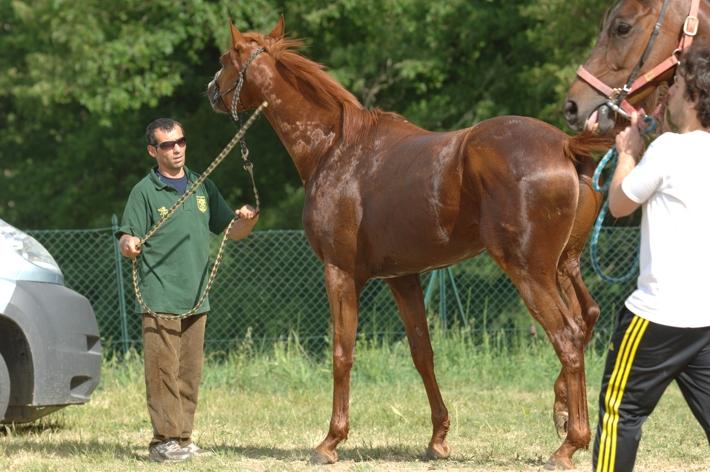 Palio del 16 agosto: i cavalli iscritti alla previsita